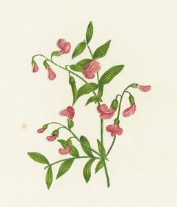 Gumós keserű bükköny, Orobus Tuberosus alkotó: English School